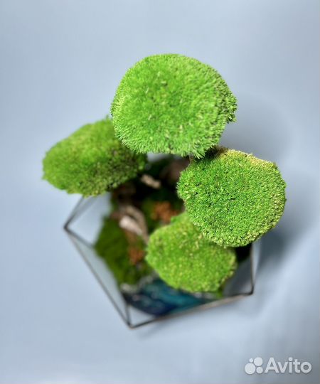 Моссариум с деревом в стиле «Бонсай»