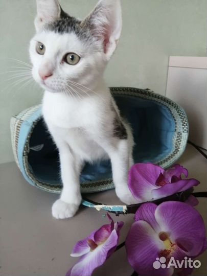Кошечка 3 месяца