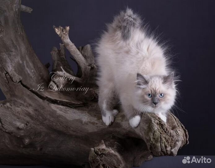 Сибирская элита