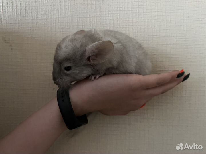 Малыш шиншиллы