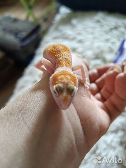 Геккон эублефар