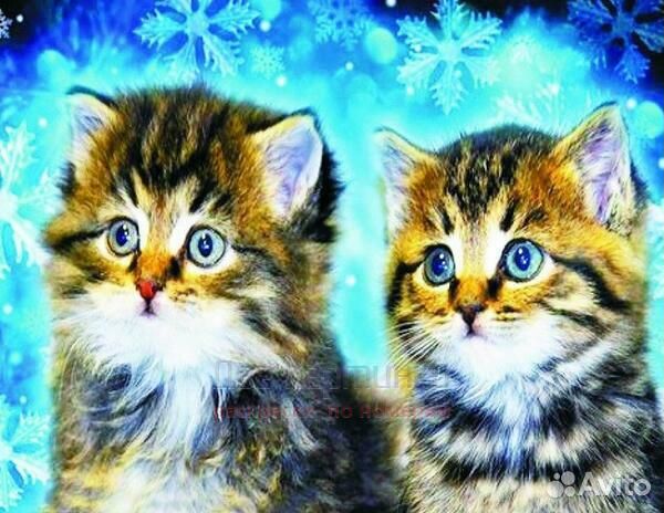 Алмазная мозаика 40x50 Пара пушистых котят на фоне