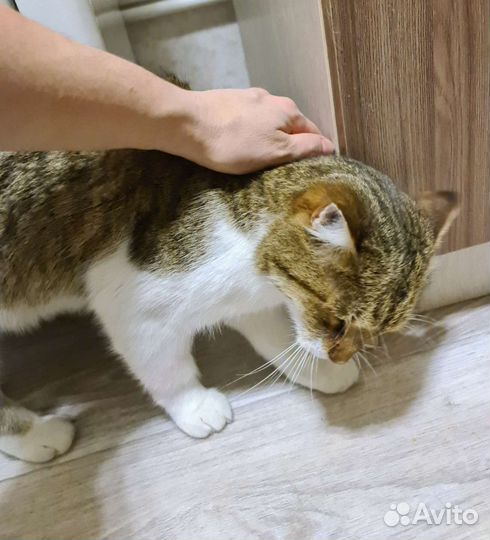 Кот Василий в добрый дом