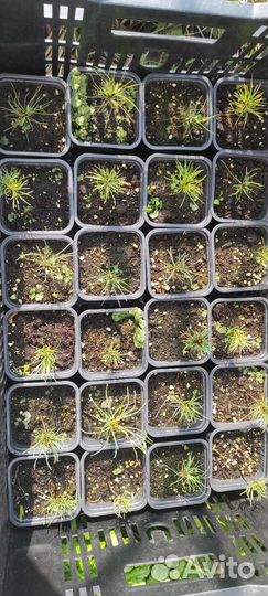 Кедровый стланик