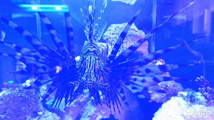Морские аквариумы 100 литров и 40 литров