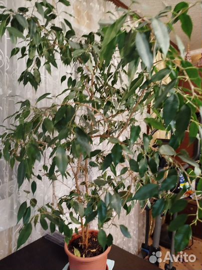 Фикус Бенджамина