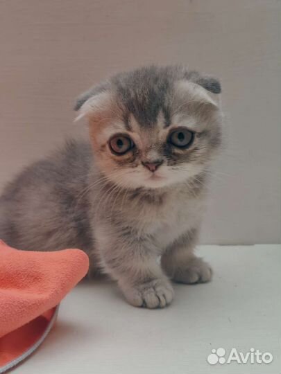 Манчкин кошечка стандарт