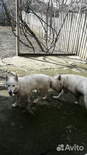 Белая швецарская