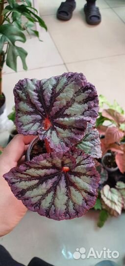 Бегонии сортовые