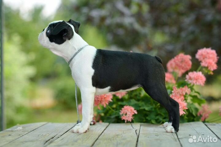 Бостон терьер девочка