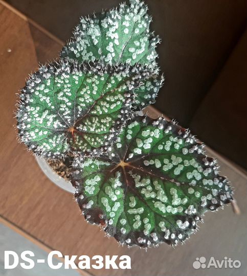 Бегония Сказка