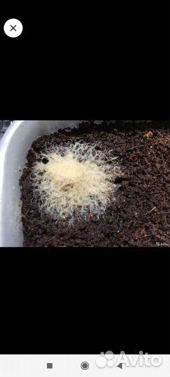 Корм для кормления рыбок