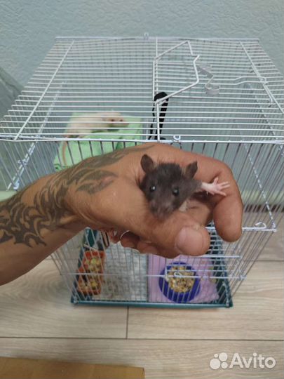 Крыса дамбо