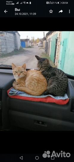 Отдам в добрые руки