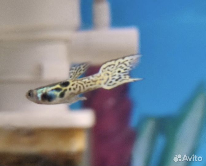 Аквариумные рыбки