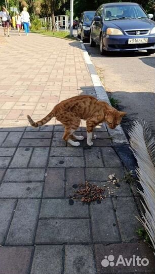 Кот в добрые руки