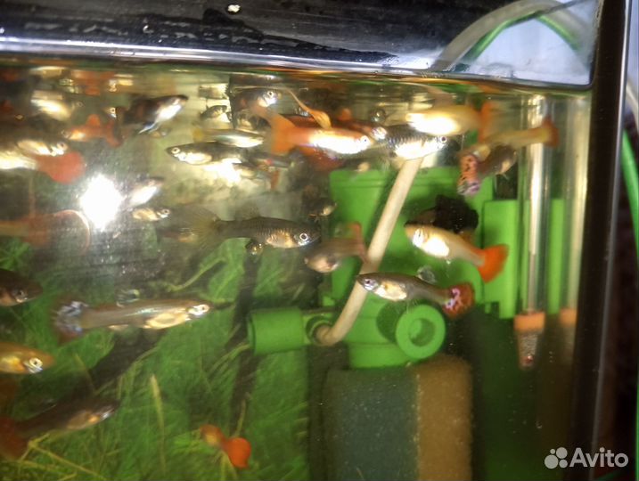 Рыбы гуппи