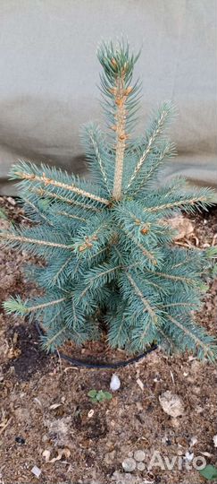 Красавицы ели