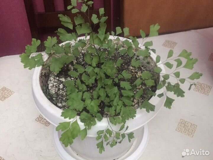 Комнатные растения