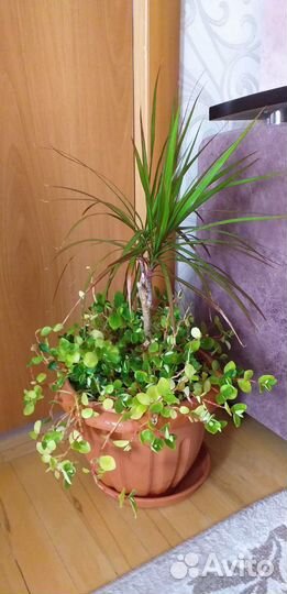 Драцена и Пеперомия, Фикус, Очиток, Алоэ