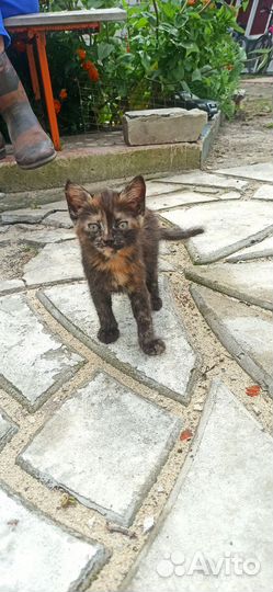 Котик бесплатно