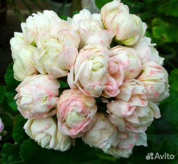 Пеларгония герань