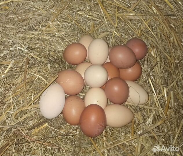 Домашние куриные яйца