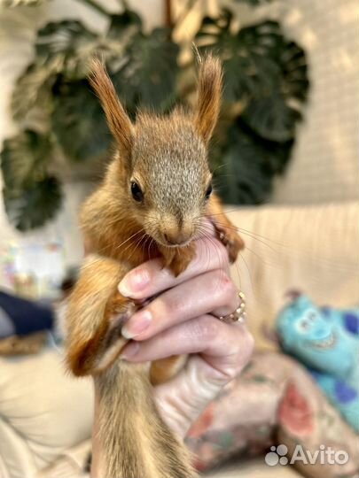Алтайская белка. Телеутка. Ручные бельчата. Вольер