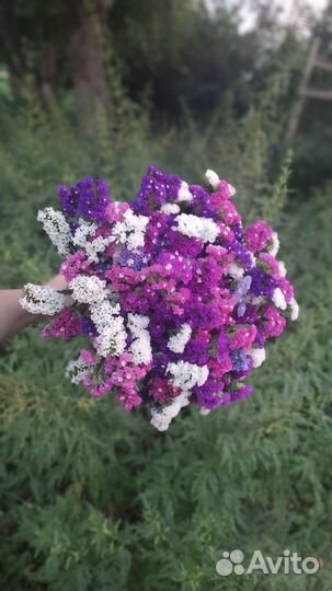 Сухоцвет, свежая срезка