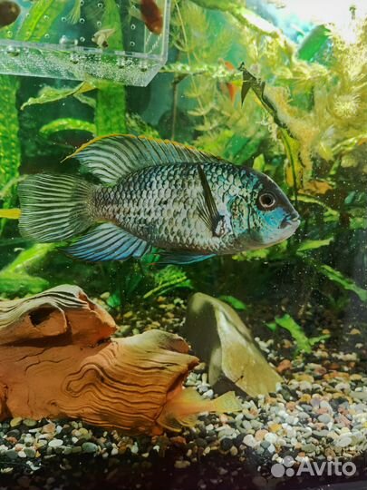 Сальвини,Сэджики,Фламинго,Хелены