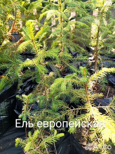 Ель европейская