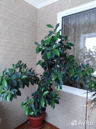 Фикус Бенжамин