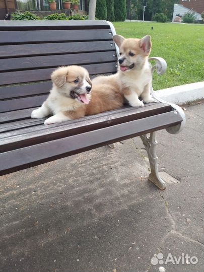 Вельш-корги пемброк