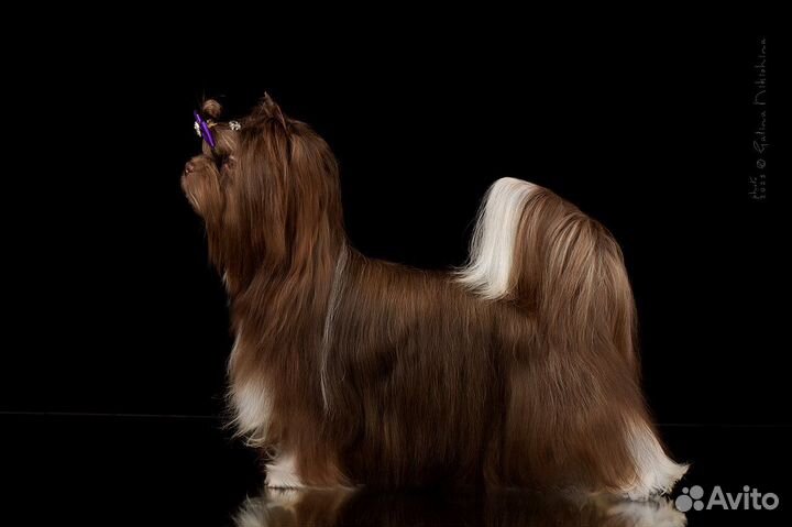 Роскошный мальчик биро вязка