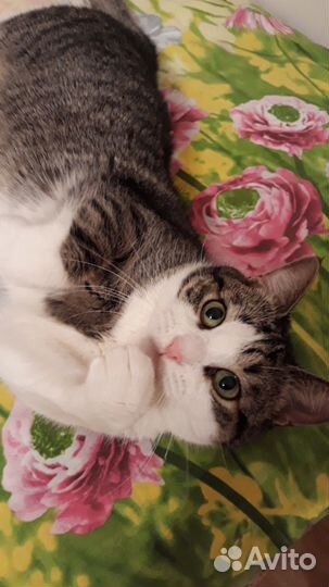 Кошечка Люся