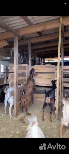 Овцы ламанчи, нубийки