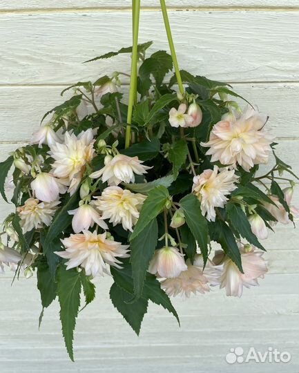 Бегония беллекония