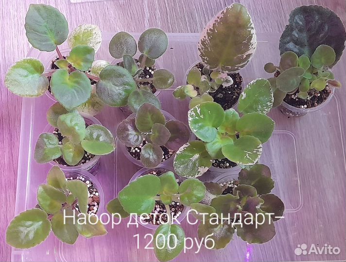 Фиалки набор деток