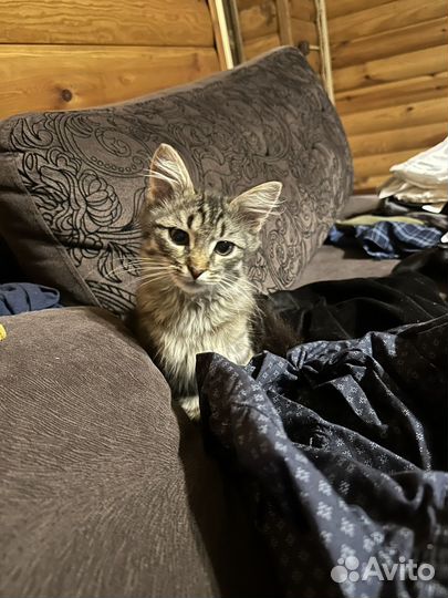 Котенок Бесплатно