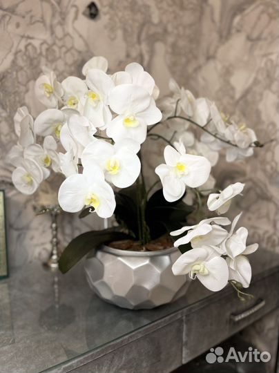 Королевская интерьерная орхидея