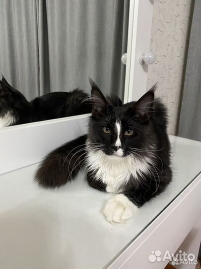 Передержка котиков