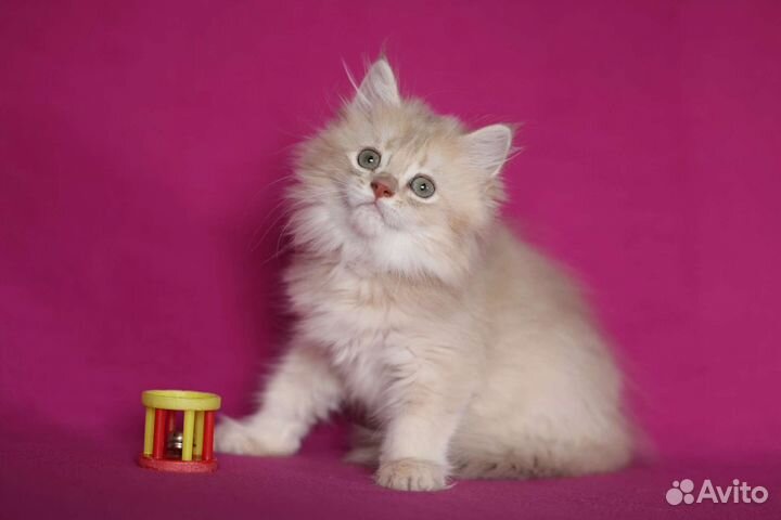 Британская длинношерстная золотая шиншилла