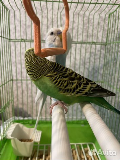 Волнистый попугай самка