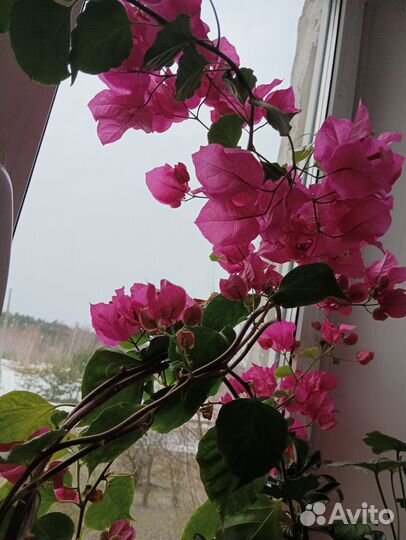 Бугенвиллия, сциндапсус, эпипремнум