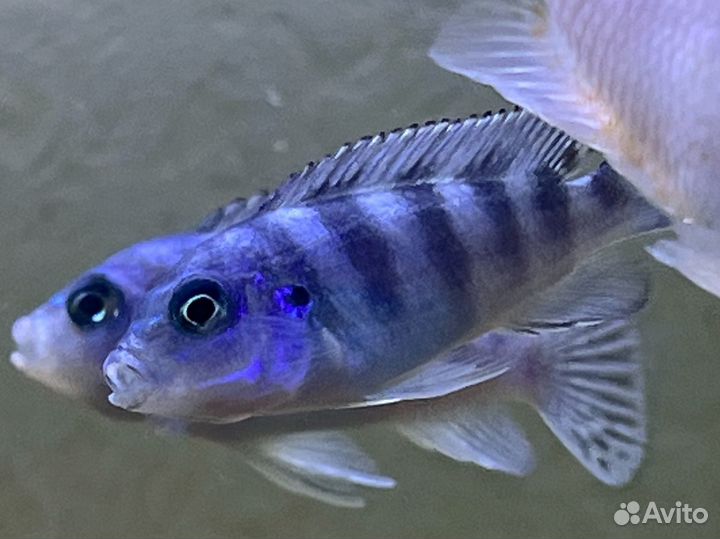 Рыбки цихлиды