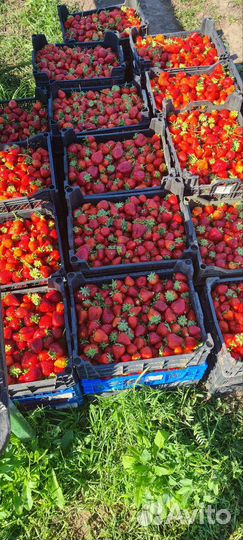 Клубника свежая оптом