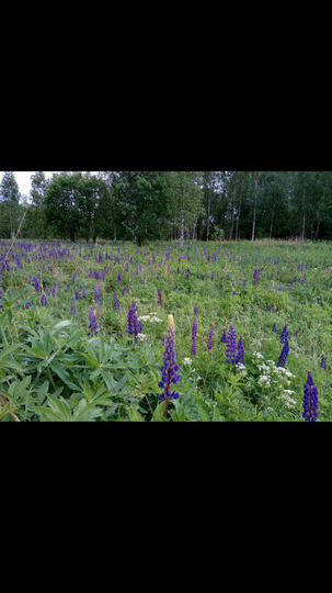 Участок 1,16 га (ИЖС)