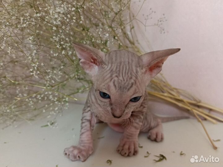 Донской сфинкс котята