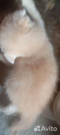 Котенок вислоухий