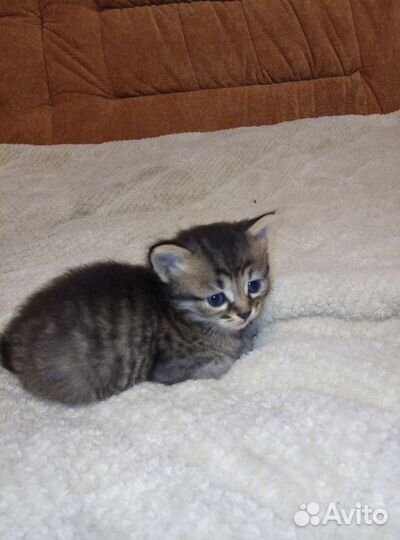 Котёнок